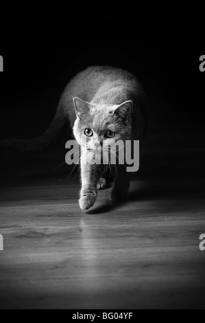 neugierig Hauskatze auf einer Jagd in schwarz / weiß Stockfoto