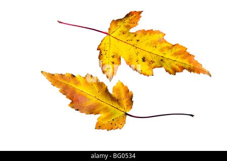 Blätter fallen im Herbst auf weiß Stockfoto