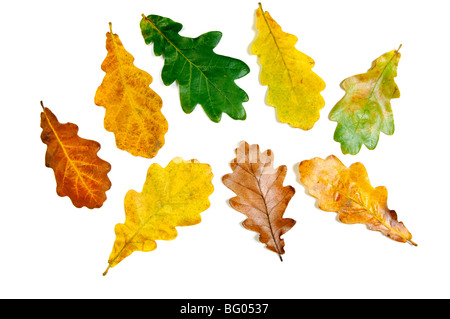 Farbigen Herbst Herbstlaub Eiche Stockfoto
