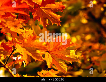 Blätter im Herbst fallen, sehr flachen Fokus Stockfoto