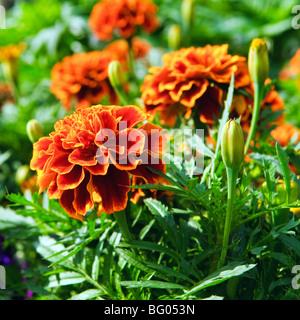 Ringelblumen Blumen Blüte Nahaufnahme Stockfoto