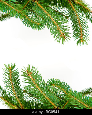 Tannenzweigen isoliert auf weißem Hintergrund Stockfoto