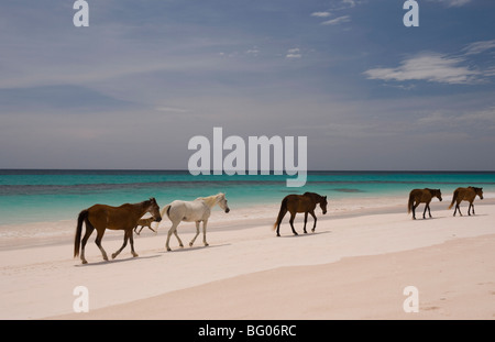 Pferde gehen auf Pink Sand Beach, Harbour Island, Bahamas, Westindien, Mittelamerika Stockfoto