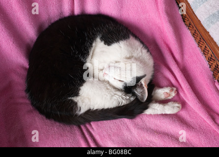 "Black And White" Katze zusammengerollt schläft auf einer rosa Decke Stockfoto