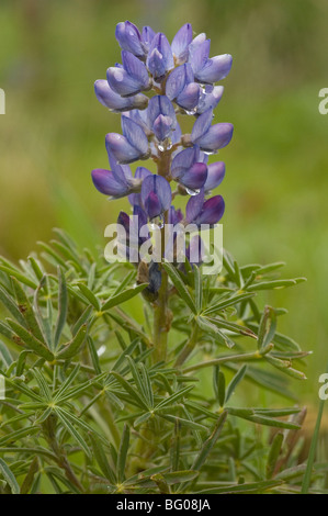 Blume des Narrowleaf lupine oder blaue Lupine (Lupinus Angustifolius) Stockfoto