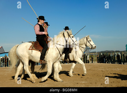 Camargue Horse Riders bekannt als „Guardians“ oder provenzalische Cowboys auf weißen Camargue-Pferden, Camargue, Provence, Frankreich Stockfoto