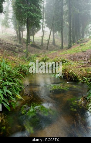 Landschaft im Naturpark Monte Aloia. Pontevedra, Galicien, Spanien. Stockfoto