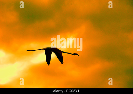 Single Greater Flamingo (Phoenicopterus ruber) Fliegen Sie bei Dämmerung oder Sonnenuntergang gegen den dramatischen stürmischen Orange Sky, Camargue, Provence, Frankreich Stockfoto