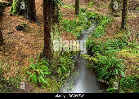 Landschaft im Naturpark Monte Aloia. Pontevedra, Galicien, Spanien. Stockfoto