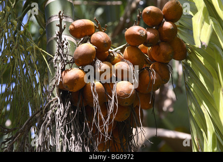 Betelnuss, berichtet, dass Anti-Parasiten, Abführmittel, erhöht es auch Herzfrequenz und Blutdruck, Indien Stockfoto