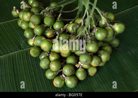 Betelnuss, berichtet, dass Anti-Parasiten, Abführmittel, erhöht es auch Herzfrequenz und Blutdruck, Indien Stockfoto