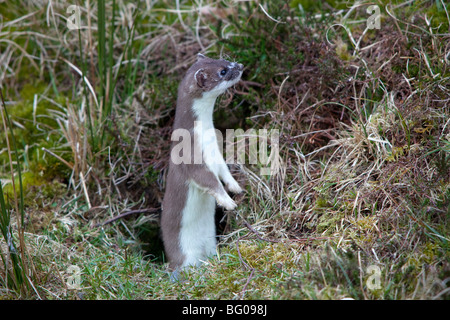 Hermelin, Hermelin (Mustela Erminea) im Sommerfell Stockfoto