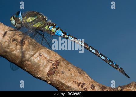 Männliche Migranten Hawker (Aeshna Mixta) Stockfoto