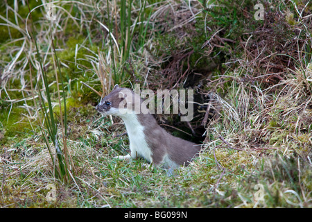 Hermelin, Hermelin (Mustela Erminea) im Sommerfell Stockfoto