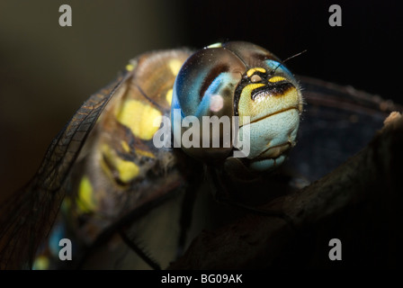 Männliche Migranten Hawker (Aeshna Mixta) Stockfoto