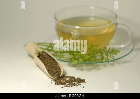 Kümmel (Carum Carvi). Eine Tasse Tee mit Blättern, Samen und Blüten, Studio Bild. Stockfoto