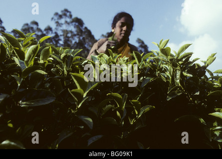 Arbeiten bei 2200 m Frau picks Tee vom Tee Büsche von einer der vielen Teeplantagen, Ooty im südindischen Bundesstaat Tamil Nadu Surround Stockfoto