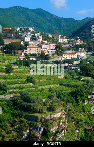 Weinberge in der Nähe von Ravello. Ausgezeichnetes Küste, Italien Stockfoto