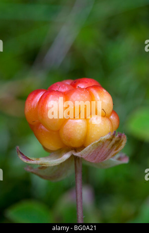 Moltebeere (Rubus Chamaemorus), berry. Stockfoto