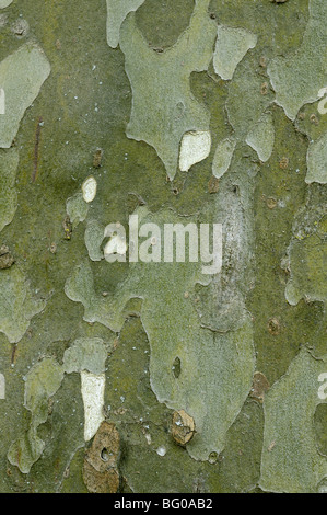 Ahornblättrige Platane (Platanus X acerifolia, Platanus X hispanica). Nahaufnahme der Rinde. Stockfoto