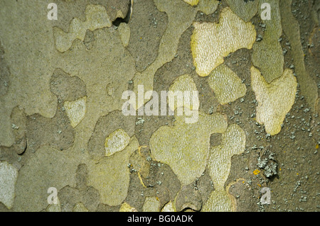 Ahornblättrige Platane (Platanus X acerifolia, Platanus X hispanica). Nahaufnahme der Rinde. Stockfoto