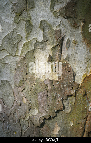 Ahornblättrige Platane (Platanus X acerifolia, Platanus X hispanica). Nahaufnahme der Rinde. Stockfoto