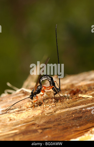 Ichneumon Wasp (Dolichomitus Imperator). Die Wespe legt seinen Eiern in eine Host-Larve. Stockfoto