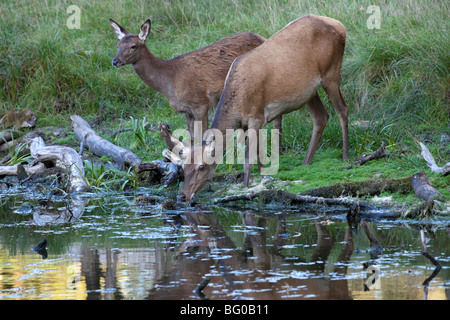 Rothirsch (Cervus Elaphus). Hind und Kalb trinken aus einem Teich. Stockfoto