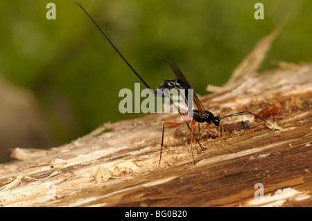Ichneumon Wasp (Dolichomitus Imperator). Die Wespe legt seinen Eiern in eine Host-Larve. Stockfoto