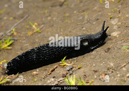 Große schwarze Nacktschnecke, größere schwarze Nacktschnecke, Black Arion (Arion Ater). Stockfoto