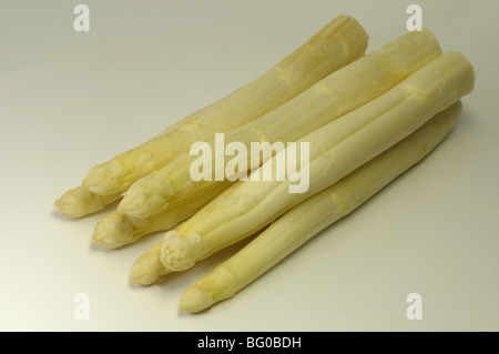 Weißer Spargel (Spargel Officinalis), junge Triebe, Studio Bild. Stockfoto