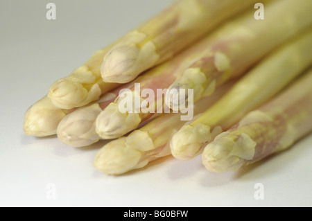 Weißer Spargel (Spargel Officinalis), junge Triebe, Studio Bild. Stockfoto