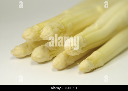 Weißer Spargel (Spargel Officinalis), junge Triebe, Studio Bild. Stockfoto