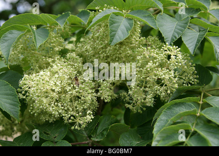 Japanische Angelica Baum, Aralia Elata, Araliaceae, Japan, Korea, China, Russland Stockfoto