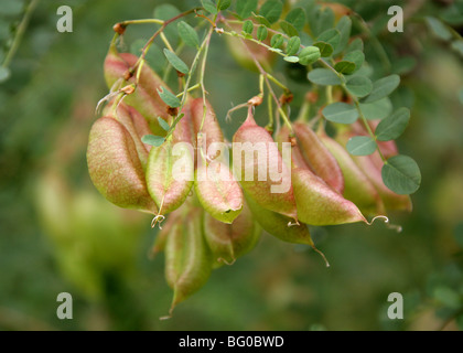 Gemeinsamen Blase Senna, Colutea Arborescens, Fabaceae, Nord- und zentralen Mittelmeer. Samen Hülsen. Stockfoto