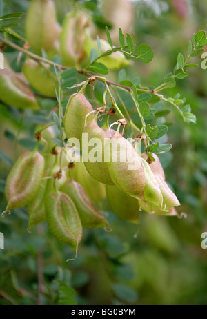 Gemeinsamen Blase Senna, Colutea Arborescens, Fabaceae, Nord- und zentralen Mittelmeer. Samen Hülsen. Stockfoto