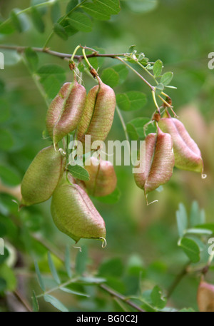 Gemeinsamen Blase Senna, Colutea Arborescens, Fabaceae, Nord- und zentralen Mittelmeer. Samen Hülsen. Stockfoto