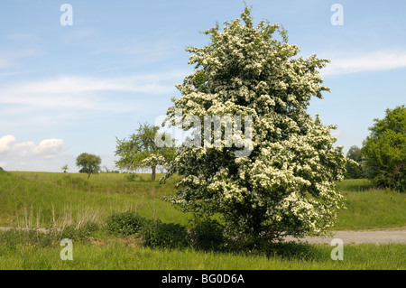 Weißdorn (Crataegus SP.), blühenden Busch. Stockfoto
