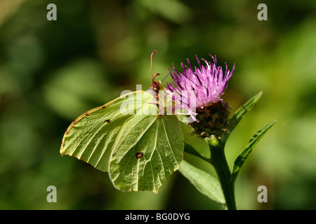 Brimstone Schmetterling Gonepteryx Rhamni Familie Pieridae einen frühen Arten ernähren sich von Creeping Thistle Stockfoto