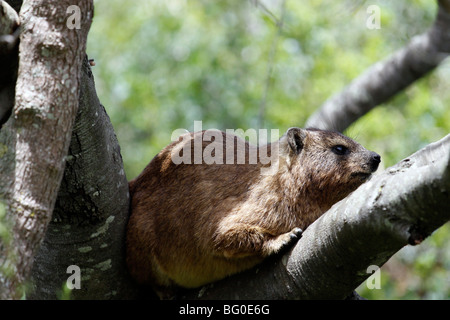 Klippschliefer auch als Kap dassie bekannt (procavia capensis), in der Western Cape Provinz von Südafrika. Stockfoto