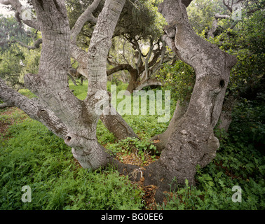 Kalifornien - Küste Live Oaks in Los Osos Eichen State Reserve in der Nähe von Morro Bay. Stockfoto