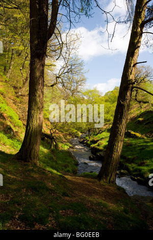 Der Fluß Goyt fließt durch das obere Goyt Tal im Peak District in der Nähe von Buxton in Derbyshire, England Stockfoto