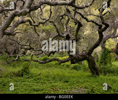 Kalifornien - Küste Live Oaks in Los Osos Eichen State Reserve in der Nähe von Morro Bay. Stockfoto