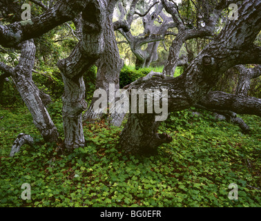 Kalifornien - Wald und Eichen am Los Osos Eichen State Reserve. Stockfoto