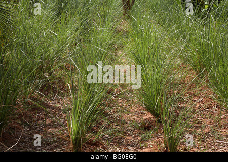 Vetiver (Chrysopogon Zizanioides), ursprünglich aus Indien, anti-entzündliche, Antiseptikum und Aphrodisiakum Stockfoto