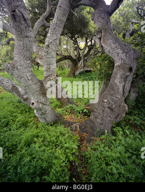 Kalifornien - Küste Live Oaks in Los Osos Eichen State Reserve in der Nähe von Morro Bay. Stockfoto