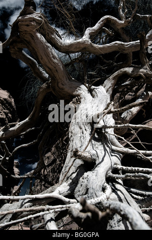 Toter Baum fand im Wadi Rum, Jordanien und erscheinen dunkel und bedrohlich Stockfoto