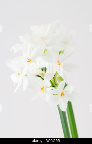 NARCISSUS PAPYRACEUS PAPIERWEIß NARCISSUS Stockfoto