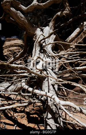 Toter Baum fand im Wadi Rum, Jordanien und erscheinen dunkel und bedrohlich Stockfoto