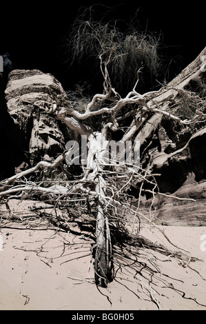 Toter Baum fand im Wadi Rum, Jordanien und erscheinen dunkel und bedrohlich Stockfoto